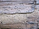 log and chinking which have been infested with powder post beetles and or old wood house borers and other insects. They clearly have damaged this log causing rot, and water infiltration.