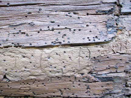 log and chinking which have been infested with powder post beetles and or old wood house borers and other insects. They clearly have damaged this log causing rot, and water infiltration.