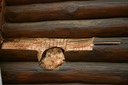 This log shows an example of failed stain where an oil based stain was applied trapping moisture and this shows the remaining wood which is in good shape so only a piece of log needs to be replaced. There is no reason to replace an entire log when only 15 to 20 percent is damaged.