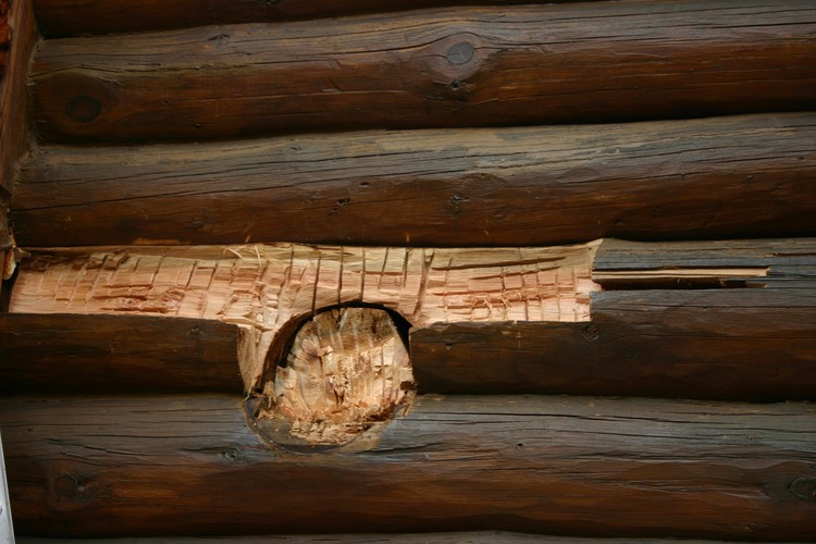 This log shows an example of failed stain where an oil based stain was applied trapping moisture and this shows the remaining wood which is in good shape so only a piece of log needs to be replaced. There is no reason to replace an entire log when only 15 to 20 percent is damaged.